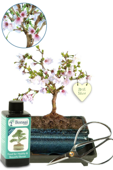Flowering Cherry Blossom "Best Mum" bonsai gift set
