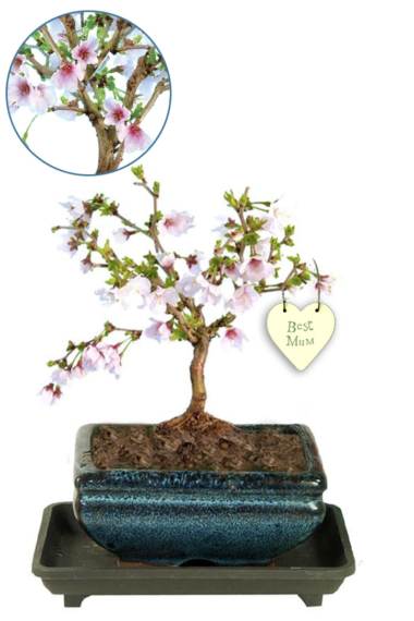 Flowering Cherry Blossom "Best Mum" bonsai gift