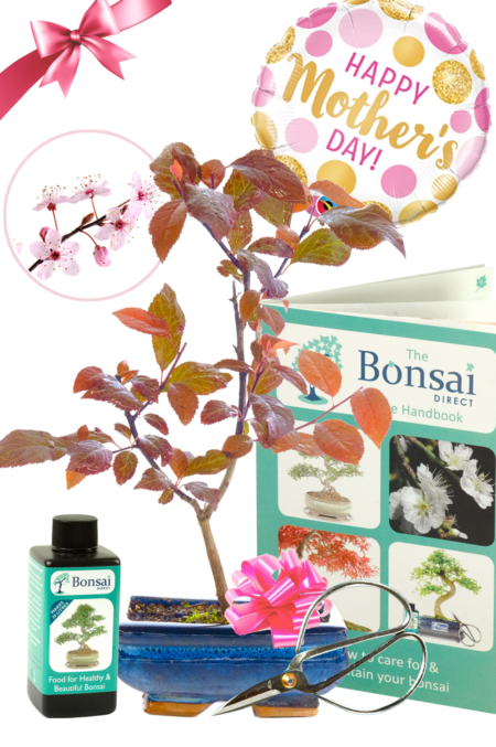 Gifts for New Mum | Purple Cherry Blossom Bonsai Tree Kit