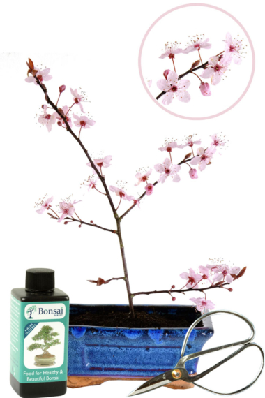 Purple Cherry Blossom Starter Bonsai Tree Kit