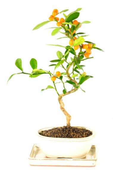 Fragrant orange blossom bonsai tree for sale in cream pot
