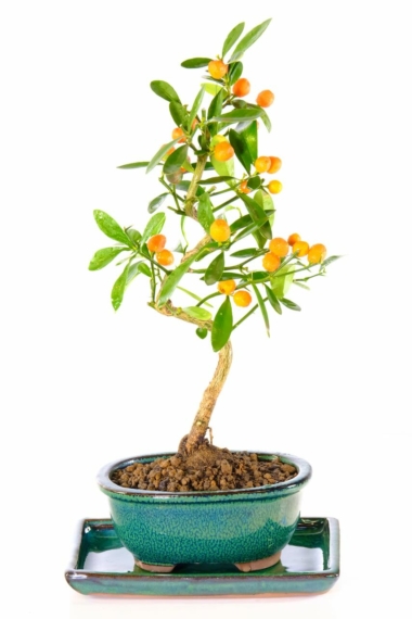 Orange blossom citrus bonsai tree for sale in green pot