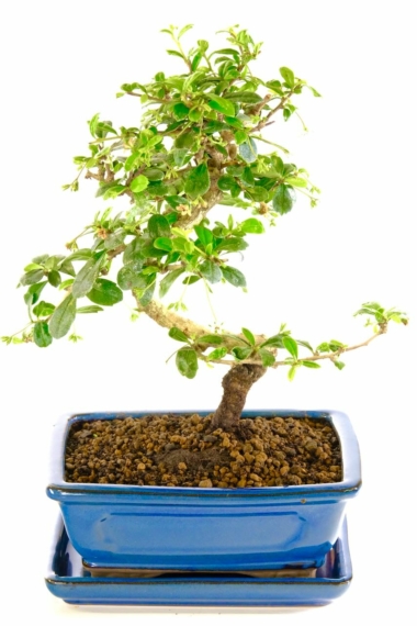 Beautiful, informal upright, flowering, indoor bonsai for sale
