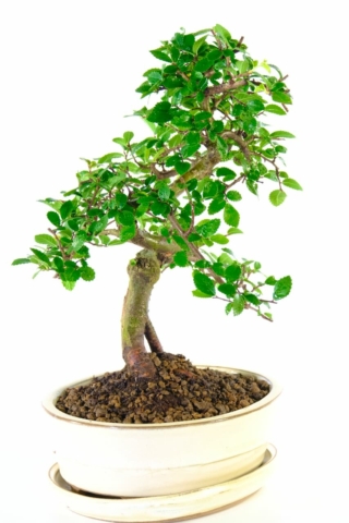 Naturally small leaves and excellent proportions on this Chinese elm bonsai tree