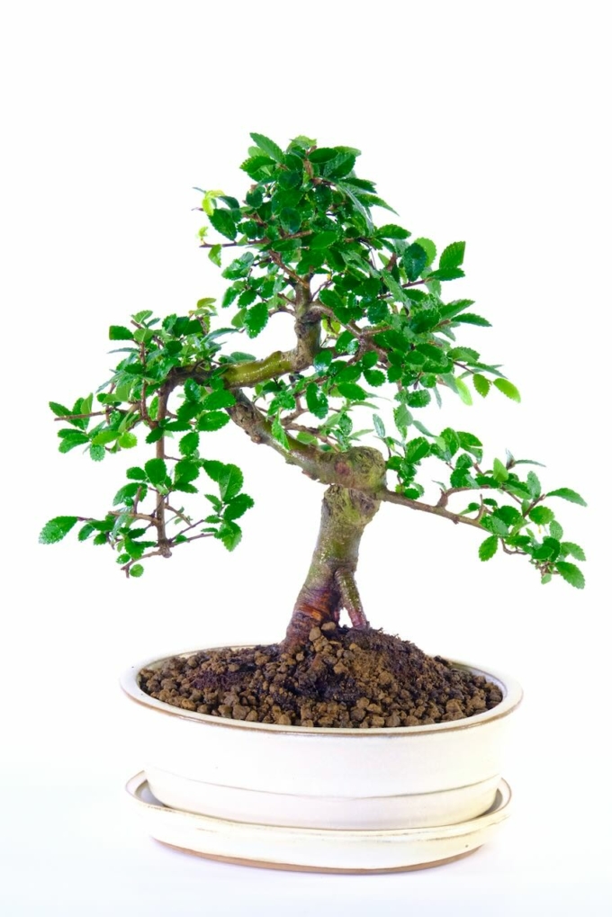 Premium range - individually photographed Chinese elm Ulmus parvifolia bonsai