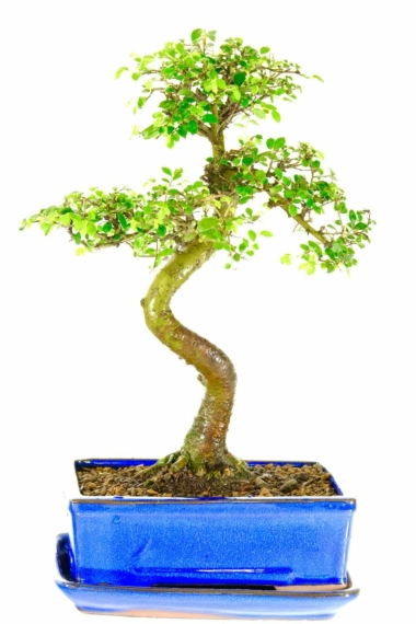 exemplary 16 year old Chinese Elm indoor bonsai tree for sale