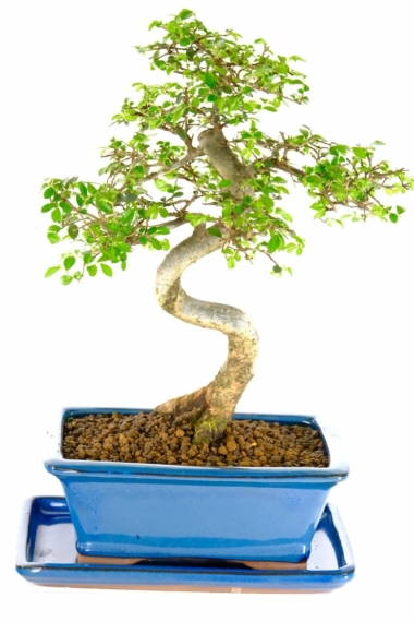 Sensational Chinese elm bonsai tree with exquisite root flare