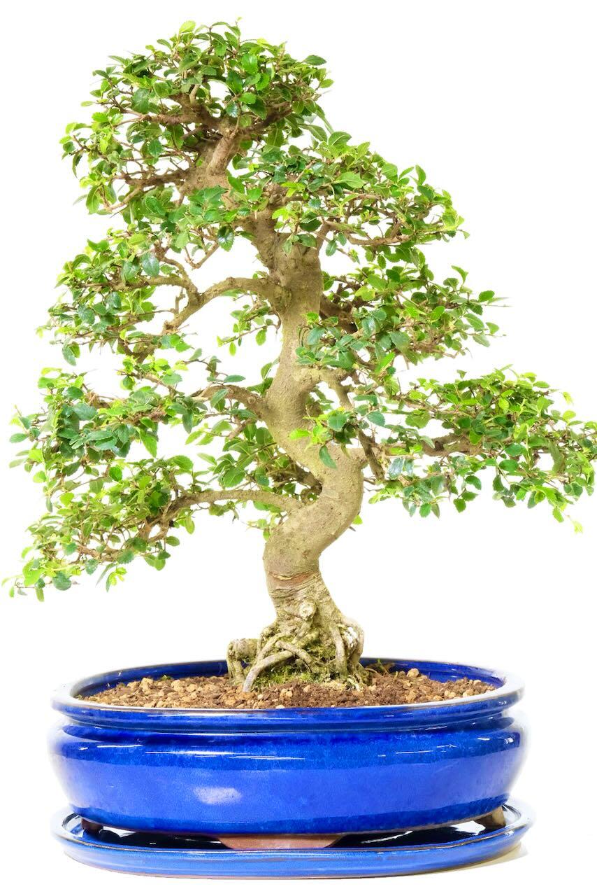 Specimen Elm Bonsai: The Ultimate Beginners Species| 27 Years Old