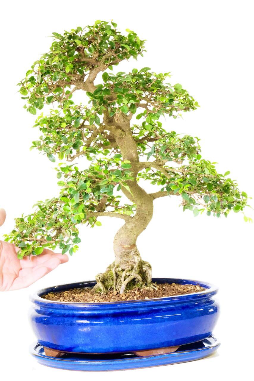 27 year old Chinese elm bonsai | Top quality indoor plant