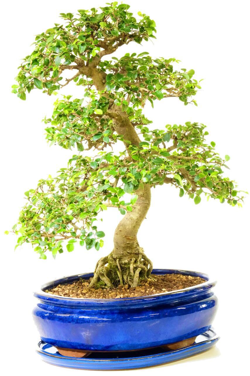 Extra large bonsai Chinese Elm for sale | Stunning