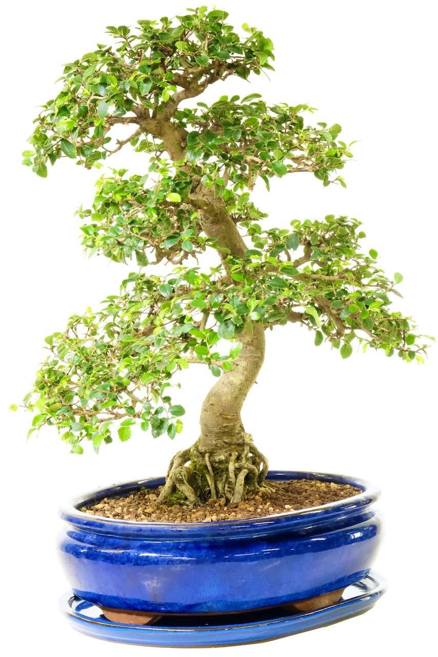 Large Bonsai | Ulmus parvifolia for indoors - Beginners bonsai