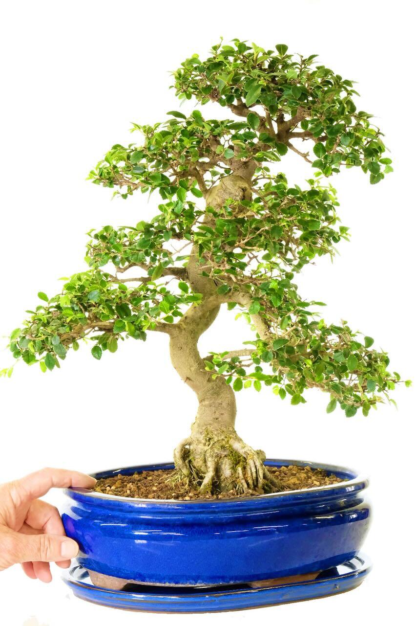 Commanding Chinese Elm Bonsai: 27 years of elegance and tradition