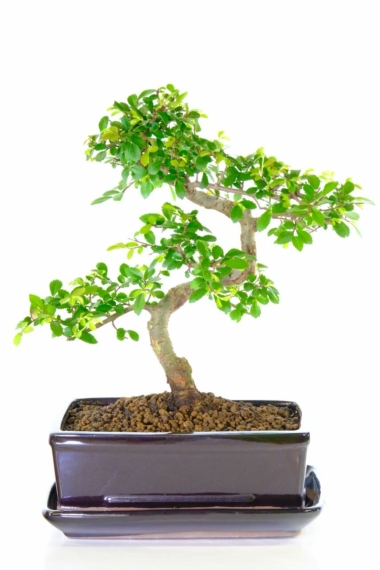 Phenomenal Chinese Elm bonsai for sale - Individually photographed