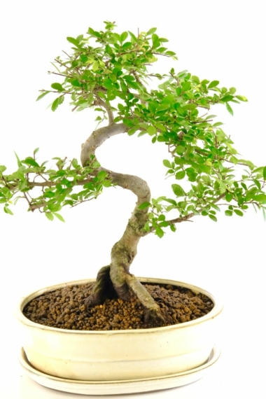 16 year old, Chinese elm, bonsai, spectacular