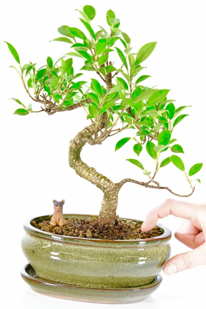 Exemplary ficus retusa bonsai tree in olive glazed pot with tray