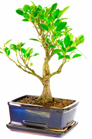 Ficus bonsai tree - Informal upright in sleek black pot