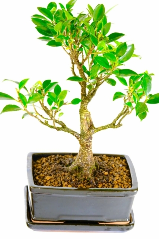 Premium quality Ficus bonsai for sale with sensational features