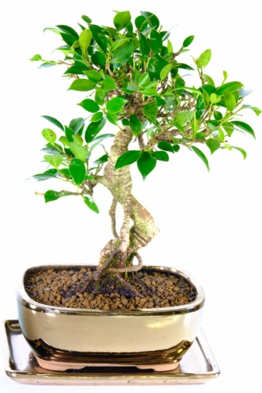 FICUS ginseng bonsai in black gold pot with matching tray