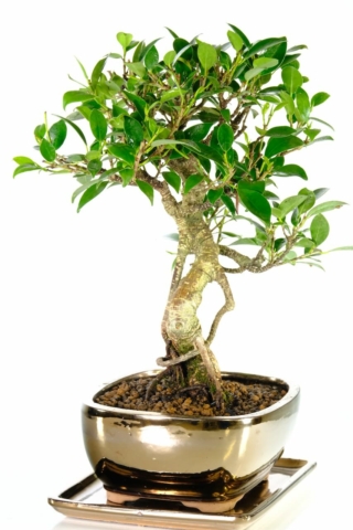 Very strong trunk shape - excellence range individually photographed bonsai tree for sale
