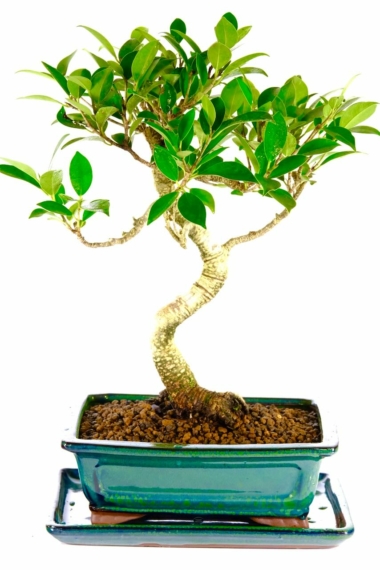 Stylish ficus retusa bonsai tree in green glazed pot
