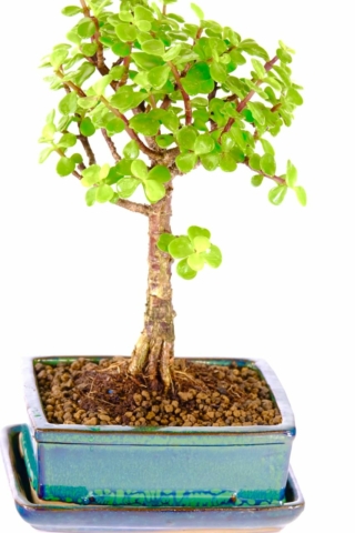 Money tree bonsai for sale in green pot with tray