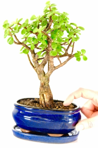 Beautifully branching money tree bonsai for sale