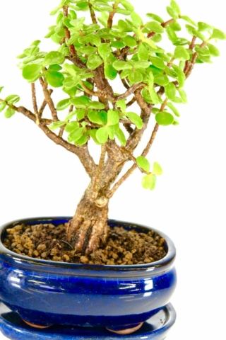 Strong powerful trunk on this money tree bonsai