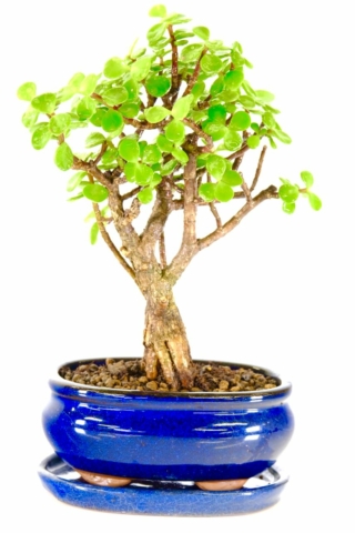 Money tree bonsai for sale in blue pot