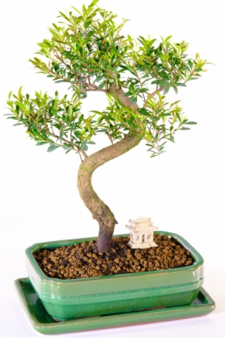 Stylish Syzygium begins indoor bonsai for sale in apple green pot