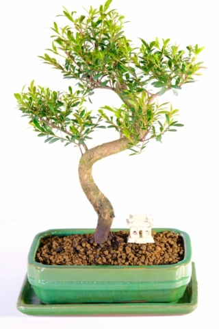 Chunky powerful Syzygium bonsai tree for sale with temple