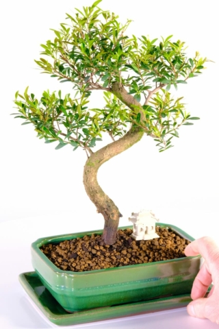 Sweeping movement within the shape of this bonsai tree