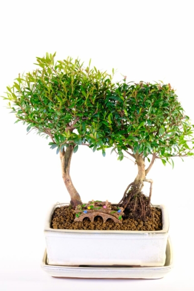 Twin fruiting & flowering Syzygium buxifolium / Myrtle bonsai for sale UK