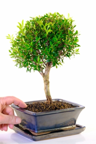 Stylish Syzygium premium indoor bonsai in pewter glazed pot