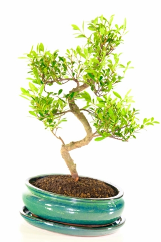 Shiny glossy forest green bonsai pot with matching tray