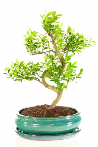 Syzygium buxifolium bonsai tree in forest green pot
