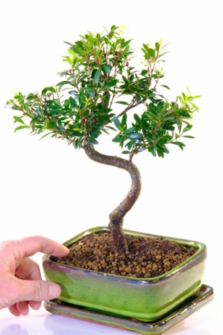 FREE delivery Syzygium bonsai to most of Uk, inc. London, Edinburgh, Glasgow & Cardiff
