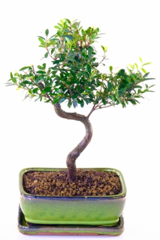 Twistu Syzygium indoor bonsai from premium top quality collection