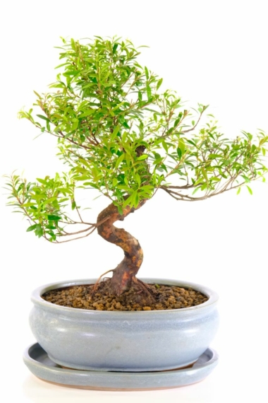 Outstanding syzygium buxifolium bonsai tree for sale in misty haze pot with matching tray