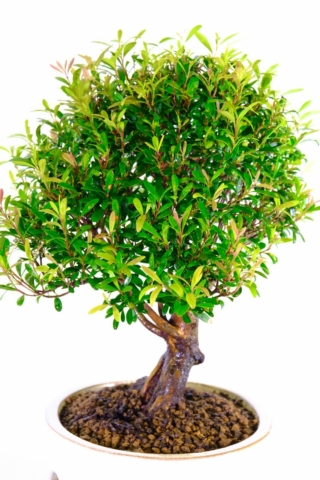 The canopy of this myrtle bonsai tree is exeptional
