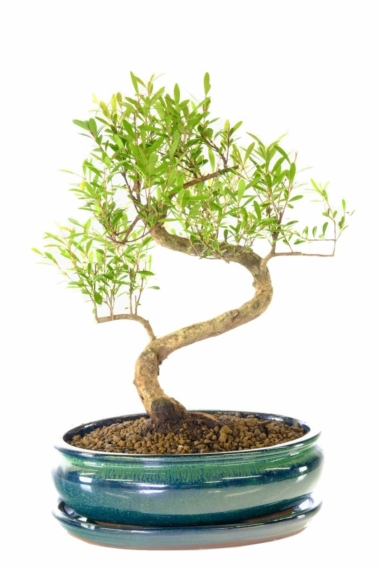 Twisty S-shaped Syzygium bonsai tree in beautiful oval pot