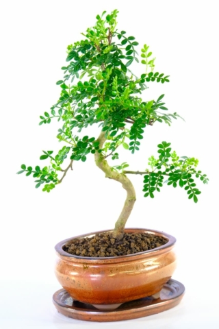 A delightful Zanthoxylum indoor bonsai tree with captivating styling