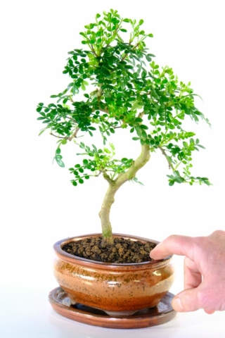 Zanthoxylum piperitum bonsai in sparkly bronze pot