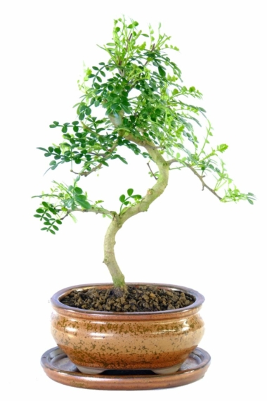 Top quality miniature proportioned aromatic pepper bonsai tree for sale