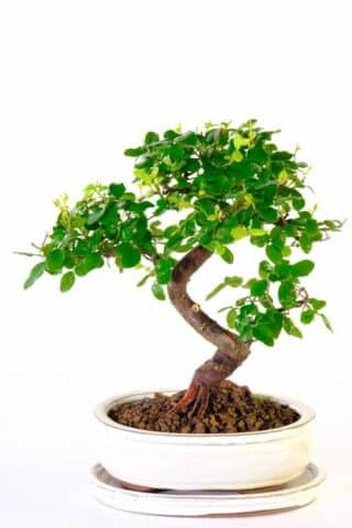 Premium quality Sageretia bonsai tree | A fruiting variety