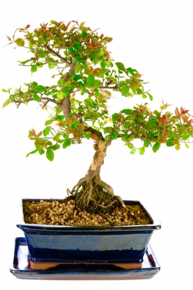 Stylish Sageretia bonsai tree for indoor gardening