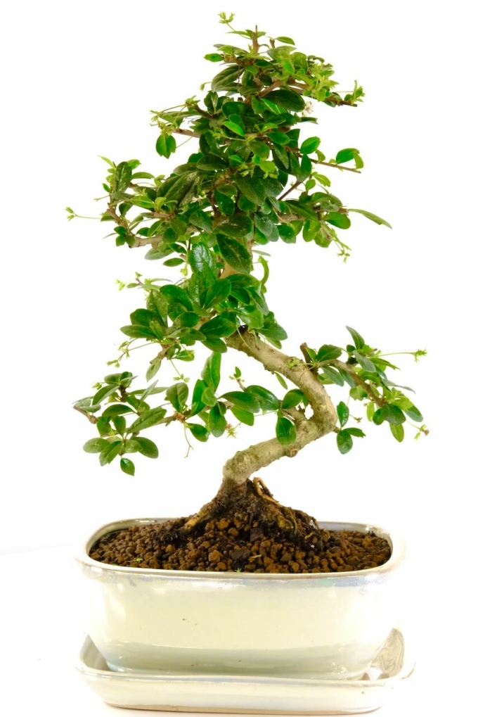 Carmona microphylla premium flowering indoor bonsai for sale