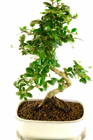 A bonsai to be celebrated and enjoyed