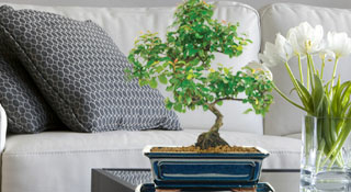 Premium top quality indoor bonsai trees for sale