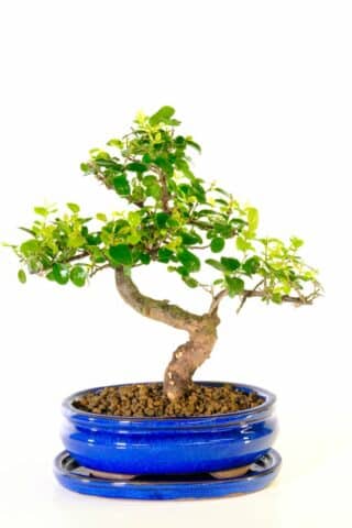 Small beautifully formed sageretia bird plum bonsai tree for sale in blue pot