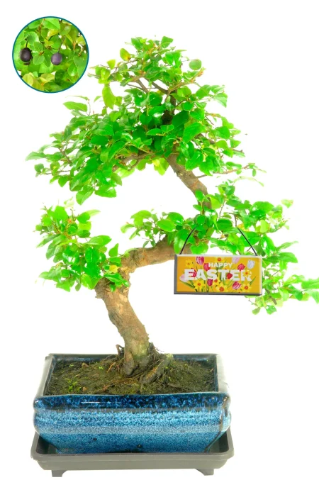 Happy Easter Gifts – Sweet Plum Bonsai Tree Sageretia theezans